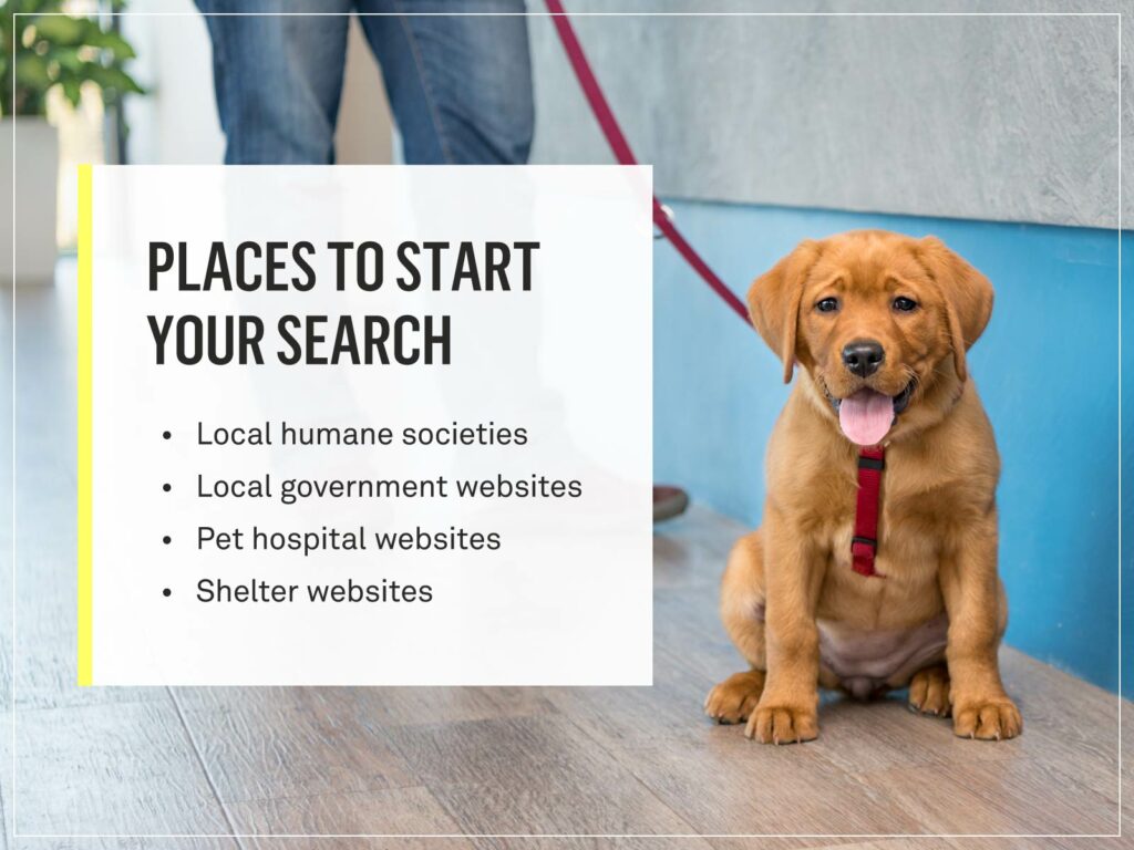 The Cost of Spaying a Dog What You Need to Know প্রিয়তথ্য.কম