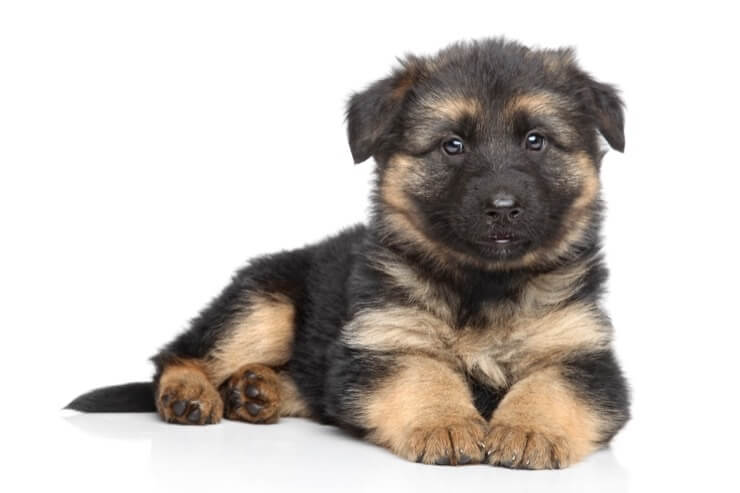 What's the Right Price For a German Shepherd Puppy?