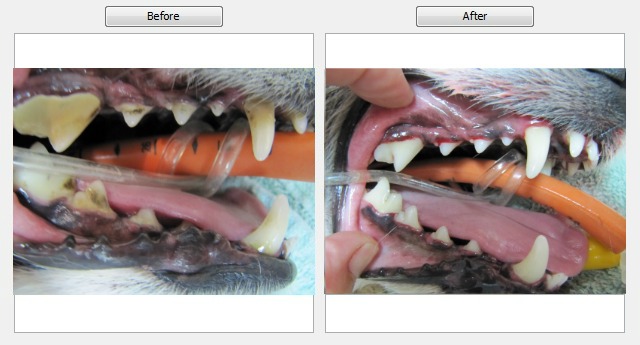 Tips on How to Keep Your Dog's Teeth Clean