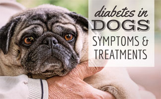 Recognizing the Symptoms of Dog Diabetes: A Pet Owner's Guide