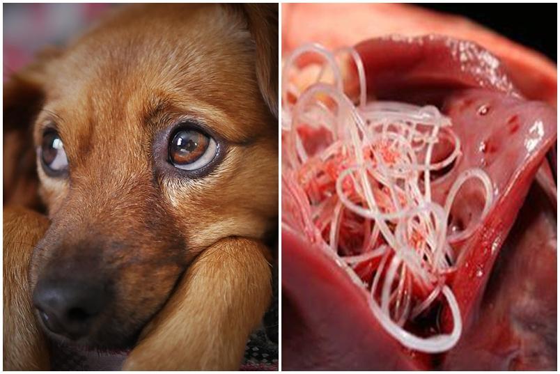 What to Look For: The Symptoms of Heartworm in Dogs