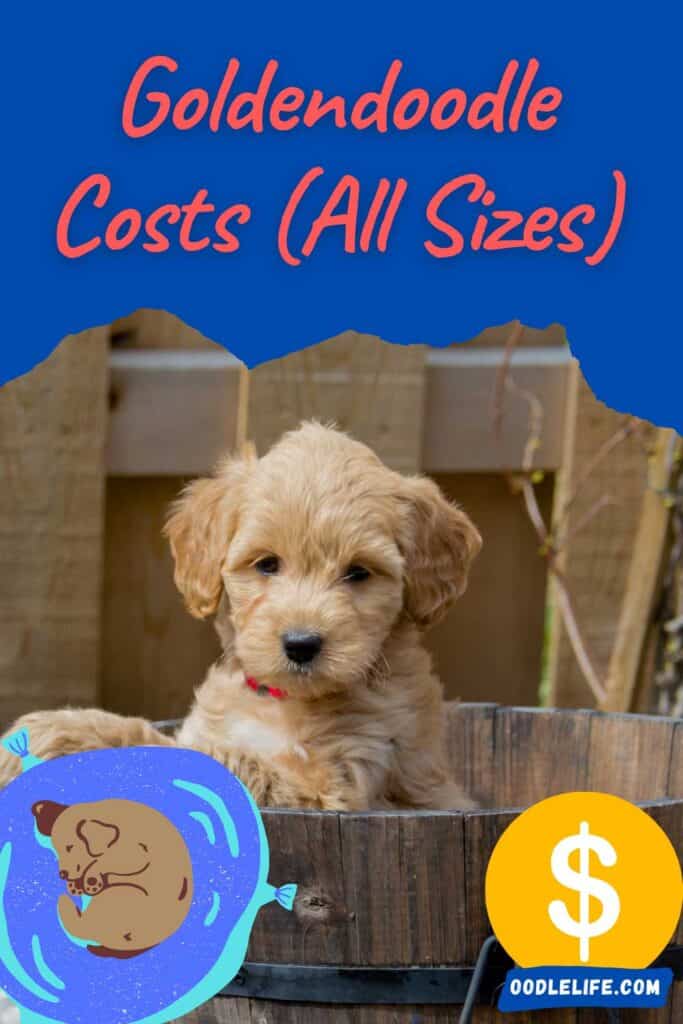 How Much Is a Goldendoodle Dog: Price & Cost Breakdown