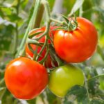 What Exactly is a Tomato - A Vegetable or a Fruit?