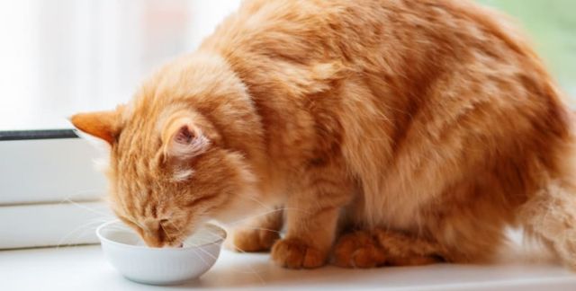 Understanding Kidney Failure in Cats