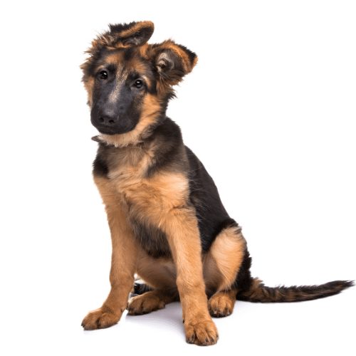 Price for German Shepherd Puppy