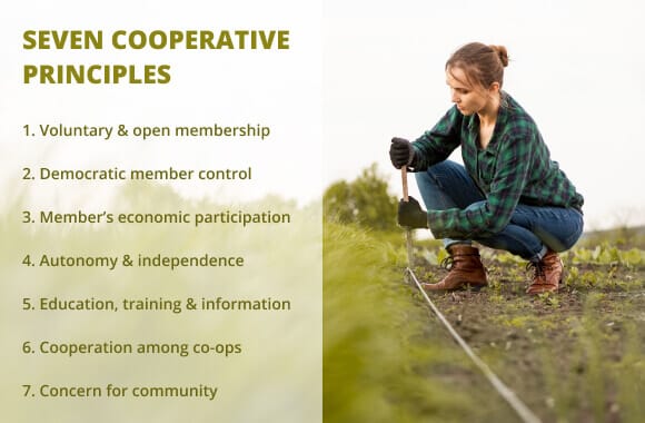 What is a Co Operatives